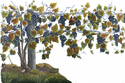 Grapevine png by GEOMANTIA on DeviantArt