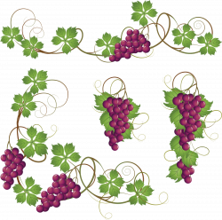 Common Grape Vine Clip art - Grapes 1600*1588 transprent Png Free ...