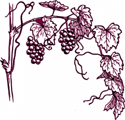 Maroon Grape Vine Clip Art at Clker.com - vector clip art online ...