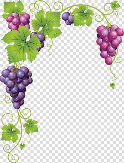 Pink and purple grapes illustrations, Common Grape Vine Wine ...