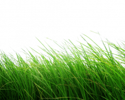 Grass Png Image Green Grass