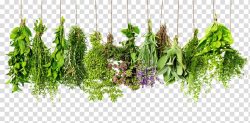Herbal tea Portable Network Graphics Transparency, herbalism ...