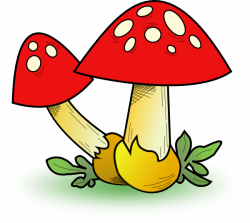 The Mushroom In Grass Clip Art