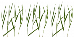 Grass Blade Texture. This Grass Blade Texture - Churl.co