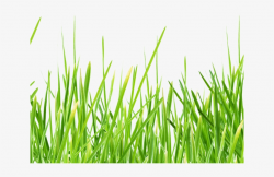 Sea Grass Clipart Png Format - Рамка Трава Пнг PNG Image ...