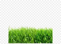 Green Grass Background png download - 650*650 - Free ...