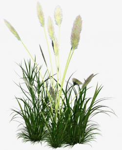 Reed Grass Ornament PNG, Clipart, Backgroun, Botany ...