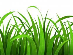 28+ Collection of Grass Wallpaper Clipart | High quality, free ...