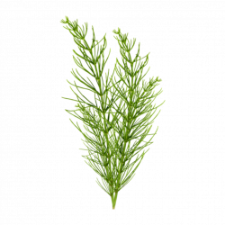 grass sea water seaweed - Sticker by littleflower609