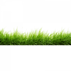 Line Of Grass transparent PNG - StickPNG