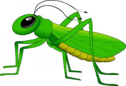 Grasshopper Clipart & Look At Grasshopper HQ Clip Art Images ...