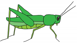 Unique grasshopper clipart design – Gclipart.com