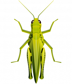Beetle Grasshopper Clip art - Cartoon painted green grasshopper 905 ...