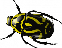 Free Image on Pixabay - Bug, Insect, Beetle, Wasp, Yellow ...