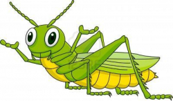 What's up? | grasshoppers galore | Grasshopper pictures ...