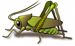 Cricket Insect Png & Cricket Insect Png Transparent Images #124 - PNGio