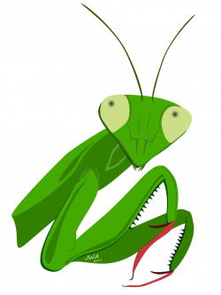 Praying Mantis Clipart head - Free Clipart on Dumielauxepices.net