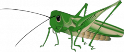 Best Grasshopper Clipart #9869 - Clipartion.com
