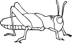 Grasshopper Coloring Page | Clipart Panda - Free Clipart Images