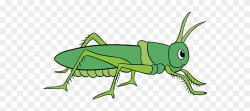 How To Draw Grasshopper - Easy Way To Draw Grasshopper ...