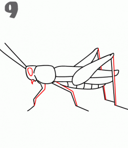 How To Draw a Grasshopper - Step-by-Step