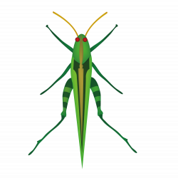 Grasshopper Mosquito Insect Locust Clip art - Grass grasshopper 1500 ...