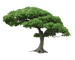Download Tree Png Picture HQ PNG Image | FreePNGImg
