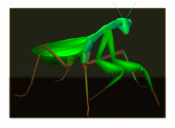 Clipart - Green Mantis