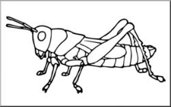 Clip Art: Insects: Grasshopper B&W I abcteach.com | abcteach