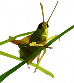 Clipart - Low Poly Grasshopper
