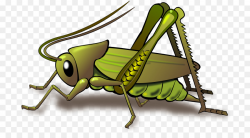grasshopper clipart Grasshopper Clip art clipart - Cricket ...