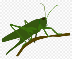 Animal Grasshopper Insect Png Image - Clipart Grasshopper ...