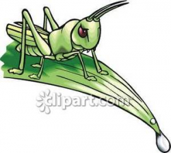 A Grasshopper on the End of a Leaf - Royalty Free Clipart ...