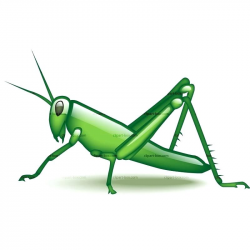 Collection of Grasshopper clipart | Free download best ...