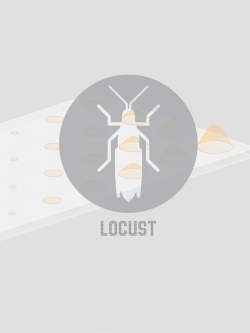 Locust — Portfolio
