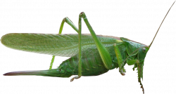 Grasshopper PNG images free download