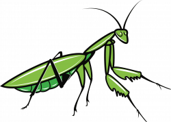 Clipart - Praying Mantis