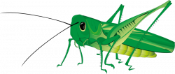 grasshopper png - Free PNG Images | TOPpng