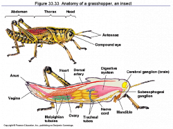 Asombroso Insect Anatomy Worksheet Friso - Anatomía de Las ...