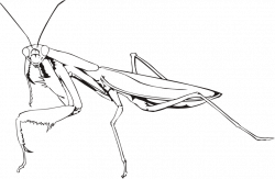 Clipart - Praying mantis (outline)