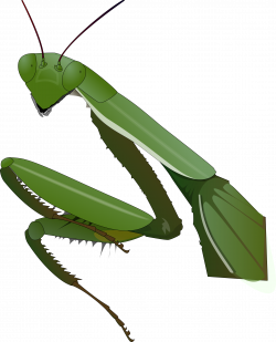 Clipart - Praying Mantis