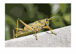 Insect Grasshopper Animal Caelifera Cricket - Grasshopper ...