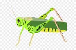 Locust Clipart Primary Consumer - Grasshopper Clip Art, HD ...