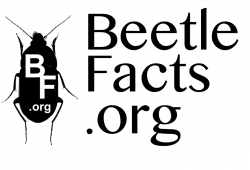 BeetleFacts Mailbag: Letters to the Editor | BeetleFacts