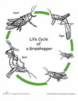 Color the Life Cycle: Grasshopper | School - Science | Life ...
