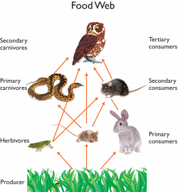 What is the difference between food chain and food web? - Quora