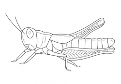 Grasshopper coloring page | Free Printable Coloring Pages