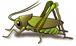 Grasshopper PNG Transparent Grasshopper.PNG Images. | PlusPNG