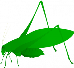File:Oblong-Winged Katydid green.svg - Wikimedia Commons