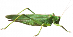 Grasshopper Transparent PNG File | Web Icons PNG